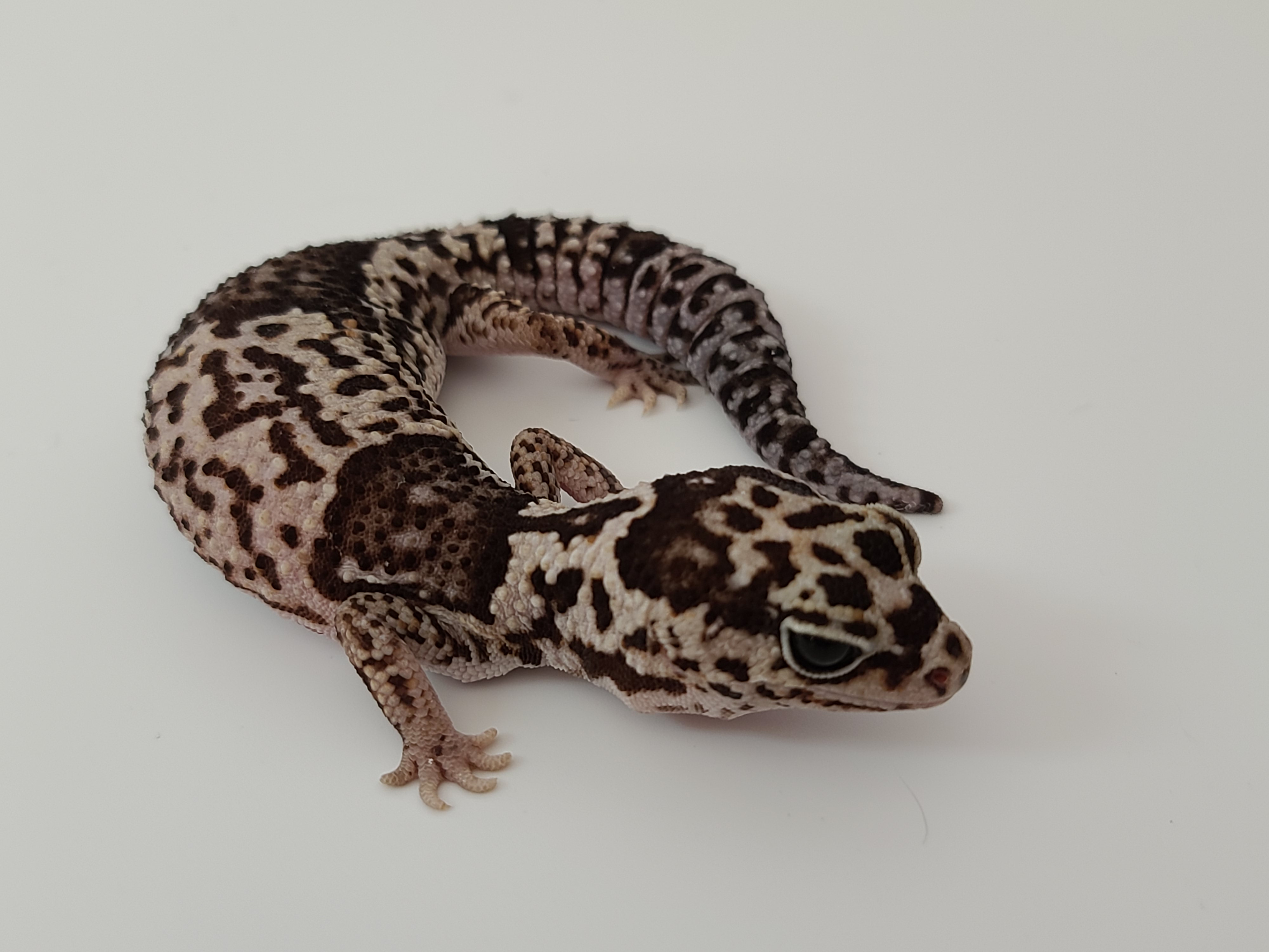 Whiteout African Fat-Tailed Gecko by Red's Reptiles of CA