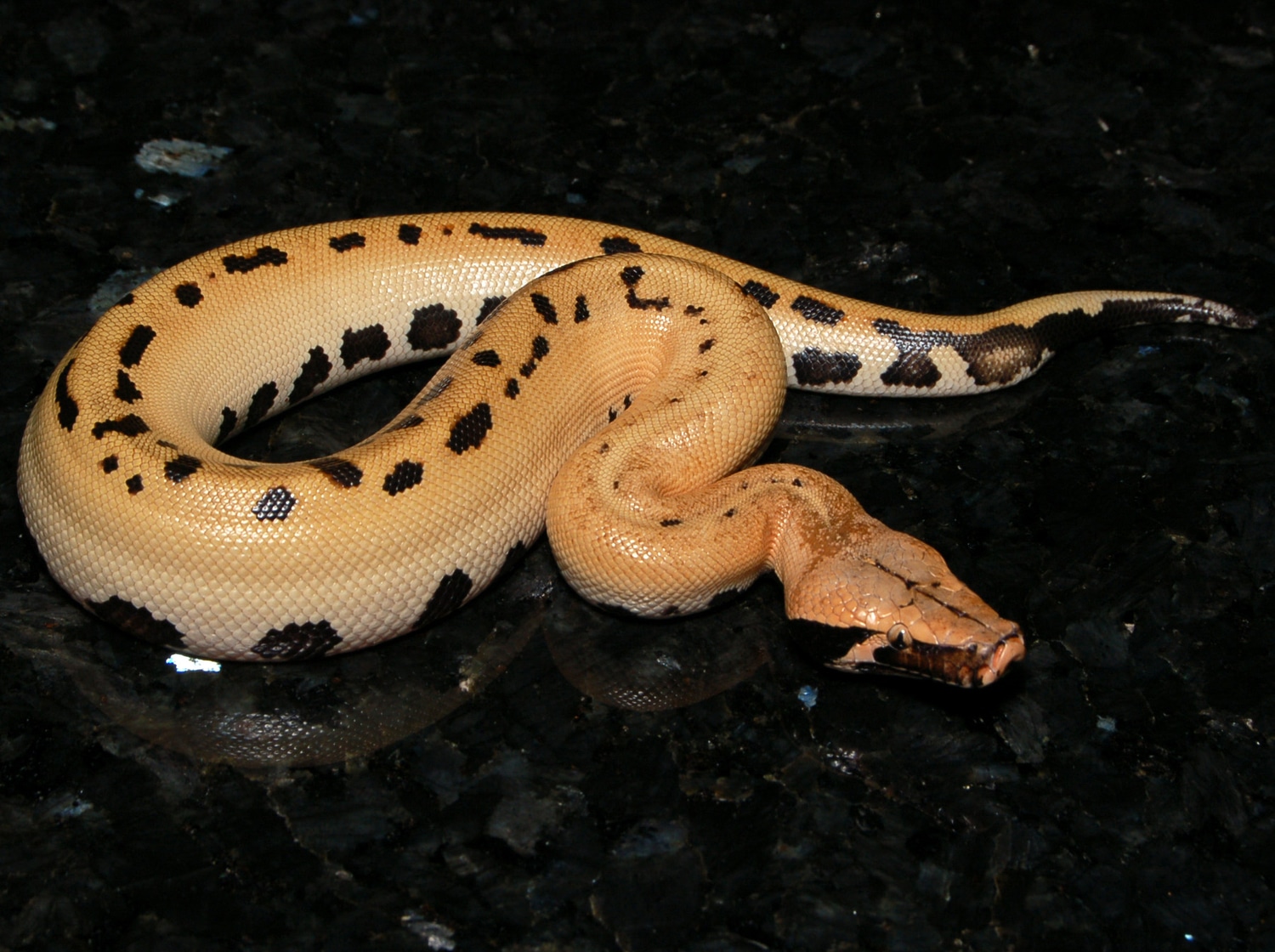 007 Blood Python by Bailey & Bailey Reptiles