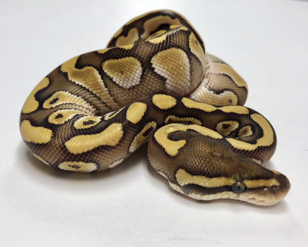 Lesser Ball Python by BHB Reptiles