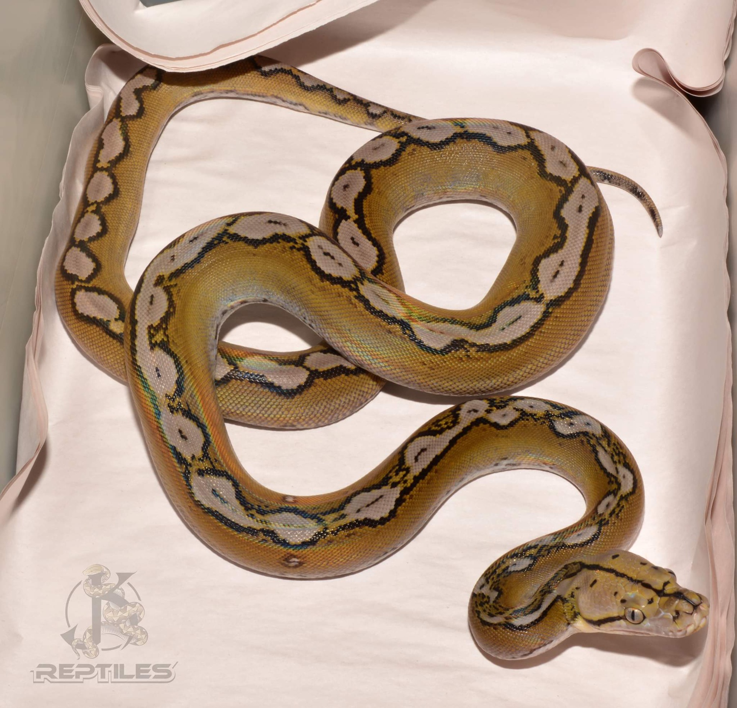 50% Sulawesi Motley Sunfire Reticulated Python by JK Reptiles