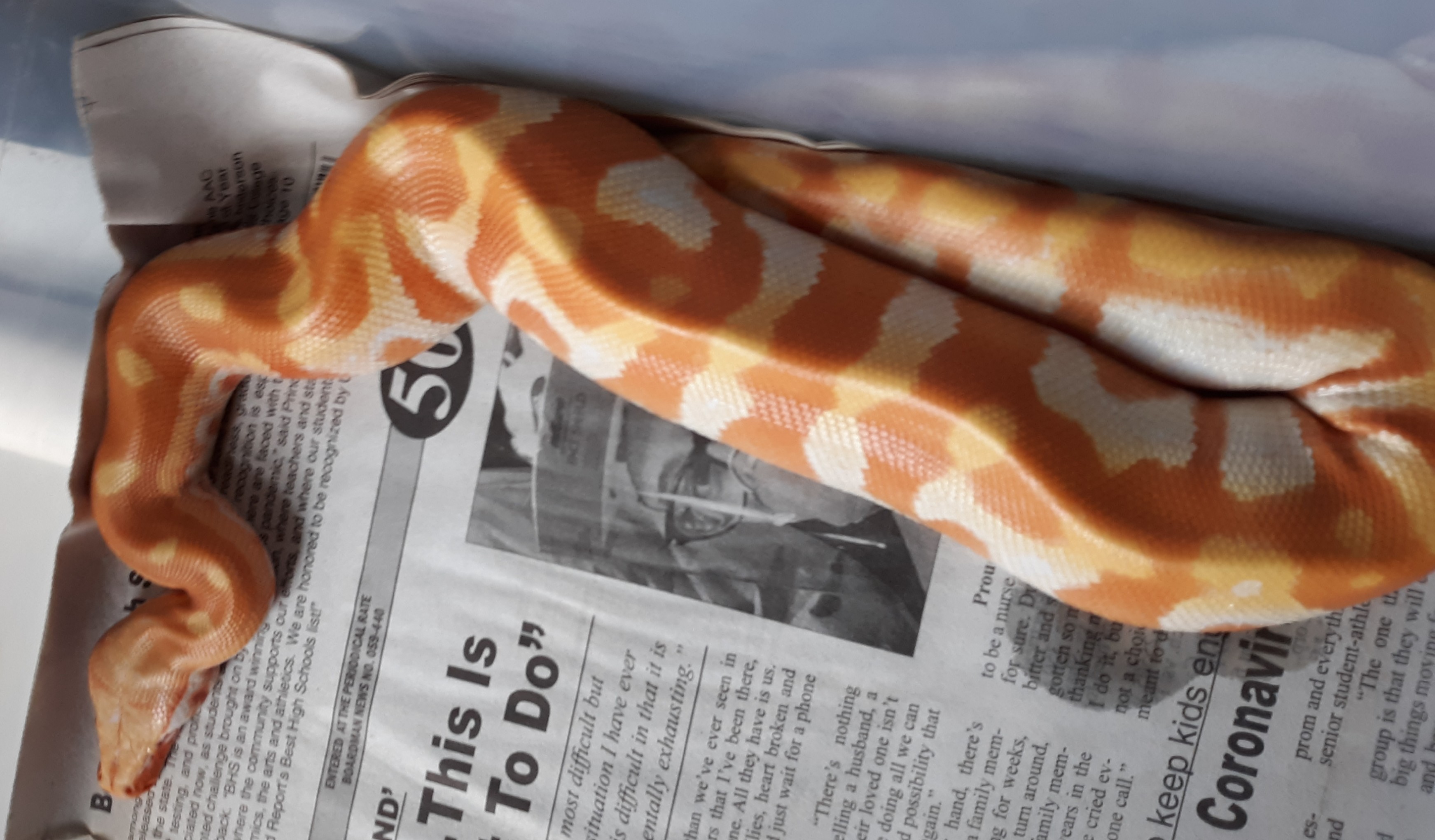 T-Albino Blood Python by Graphic Geckos