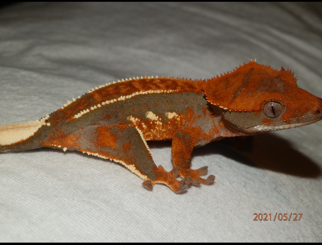 Extreme Harlequin Partial Pinstripe High Red Crested Gecko by Kay & T's Geckos