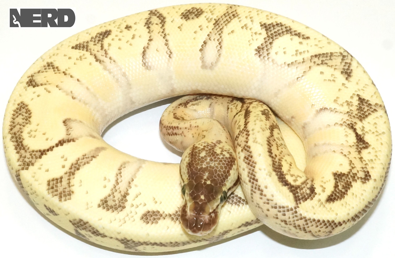 Lucifer Enchi Inferno Ball Python by New England Reptile Distributors