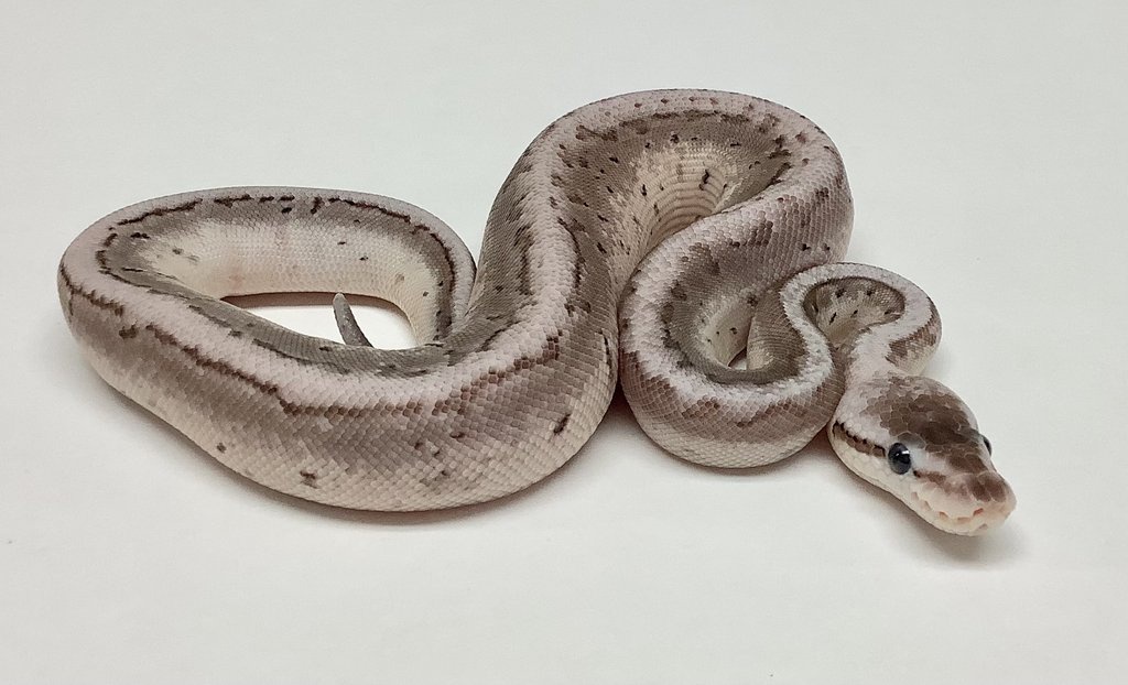 VPI Axanthic Dragonfly Ball Python by BHB Reptiles