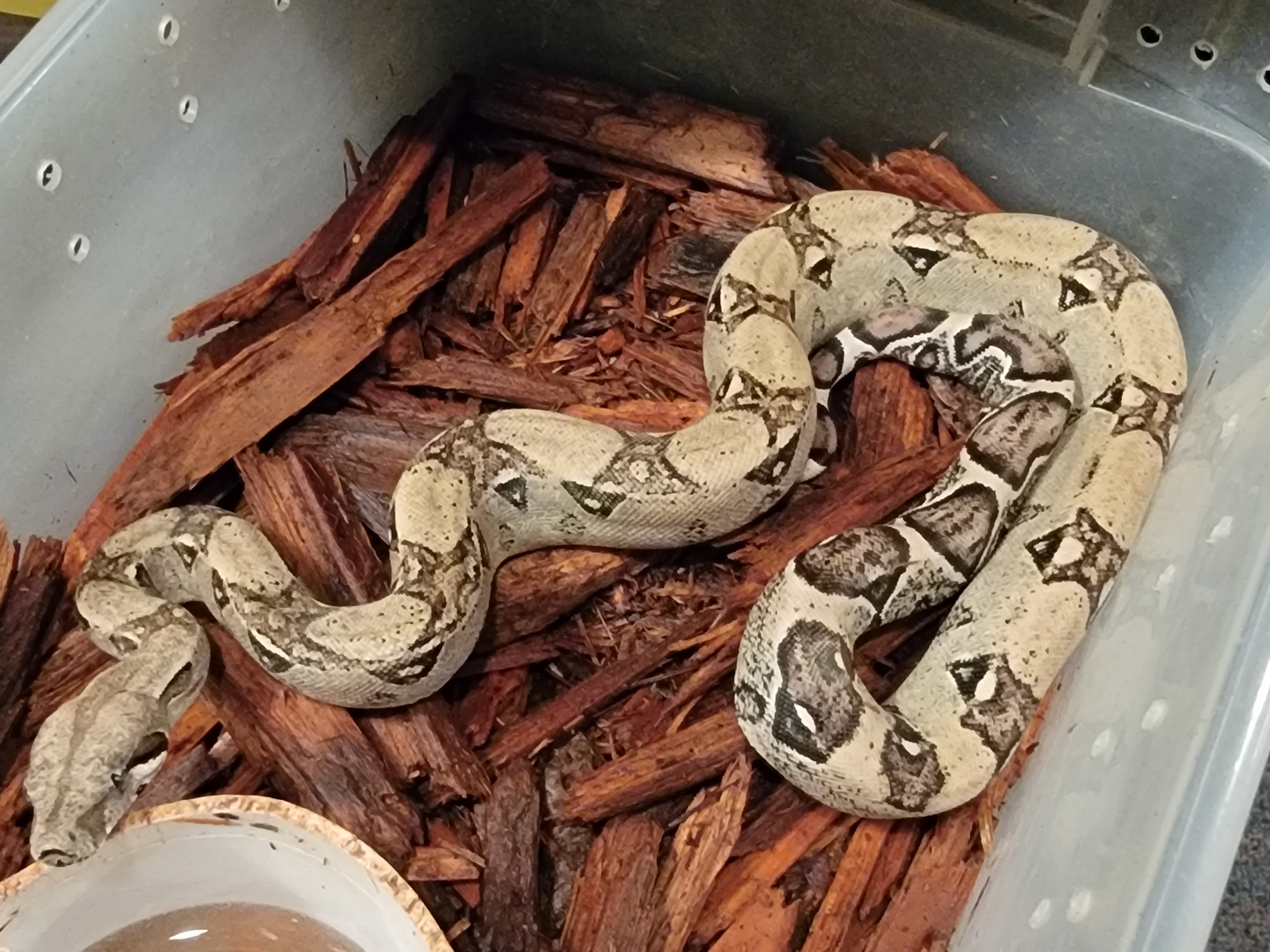 Anery Boa Constrictor by Extraordinary Ectotherms