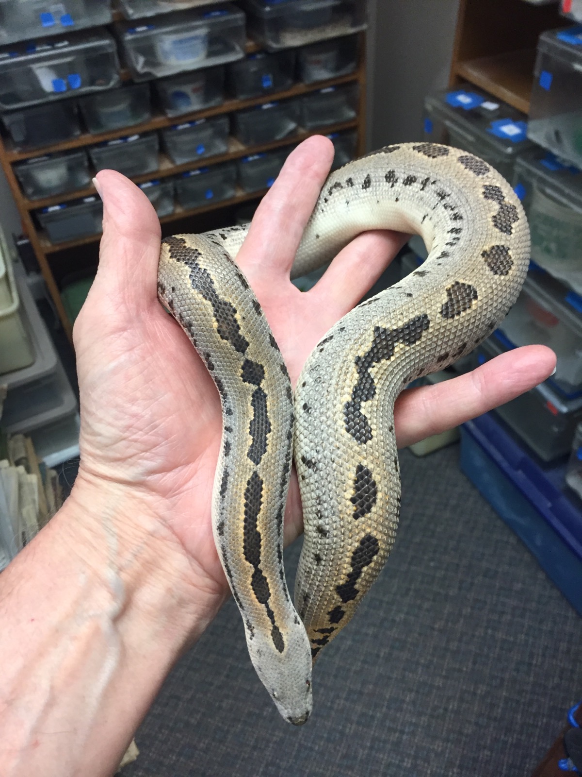 Show Off Your Sand Boas - Sand Boas - MorphMarket Reptile Community