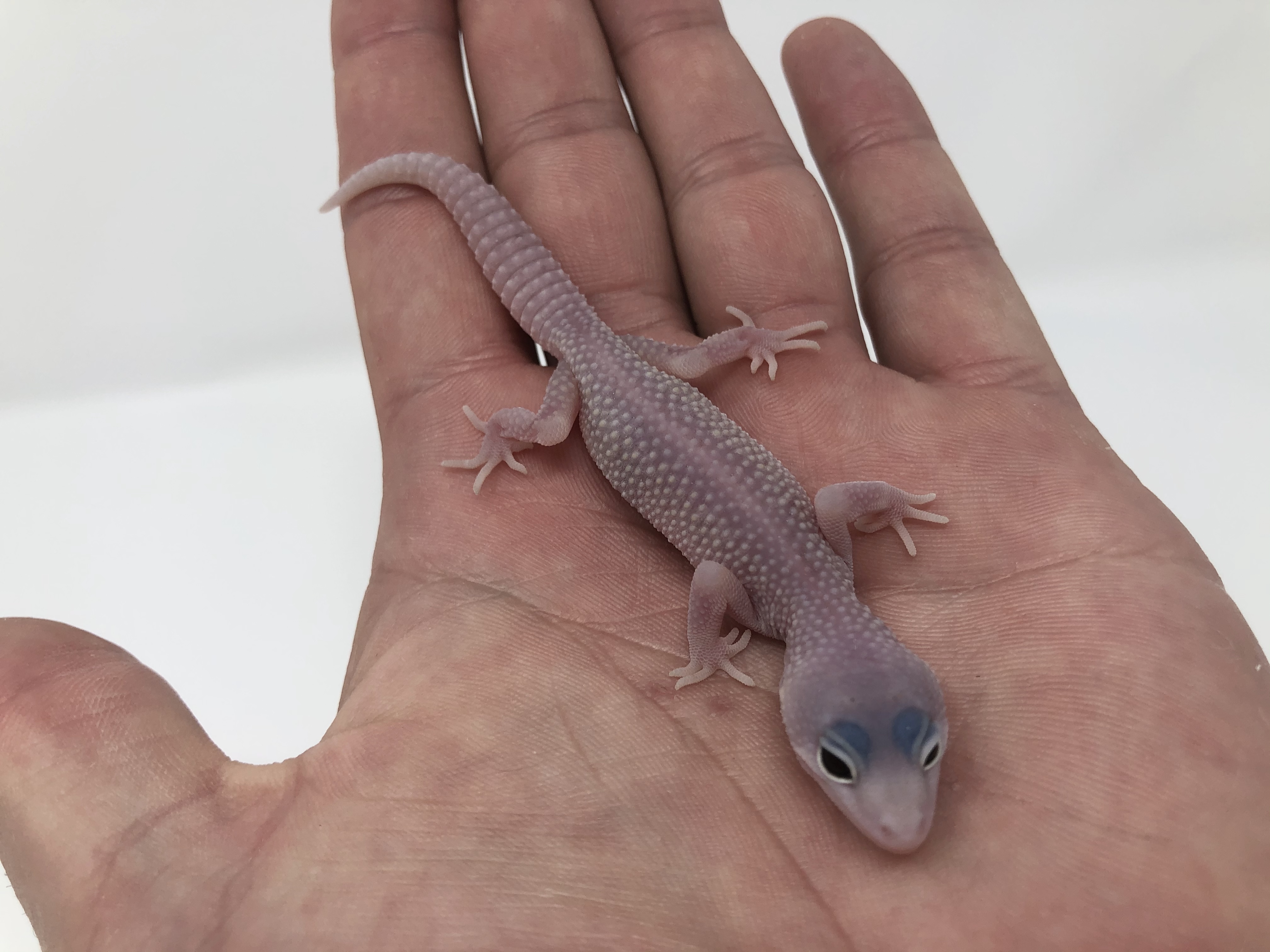 Blizzard Leopard Gecko by Good Guy Reptile Family