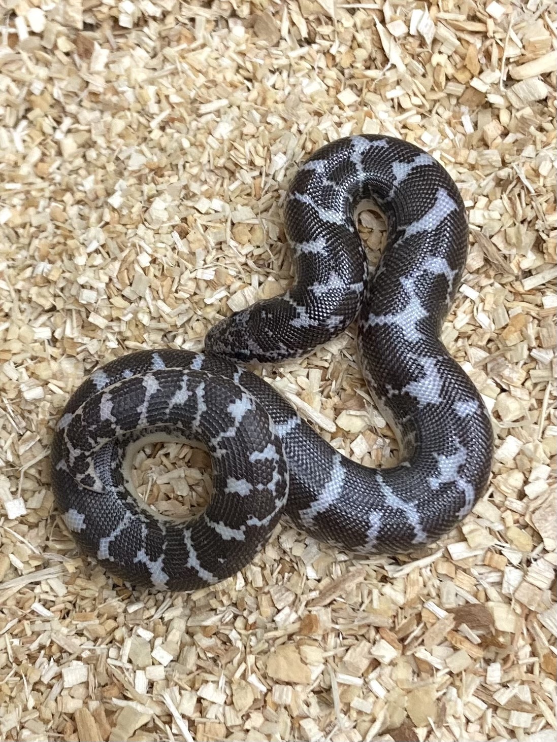 Anery Sand Boa by Exotics by Nature Co.