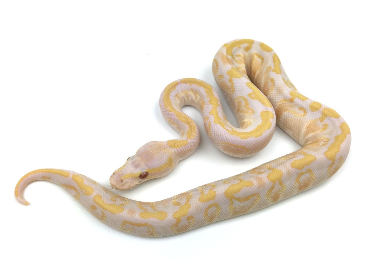GHI Mystic Lavender Albino Ball Python by Royal Constrictor Designs