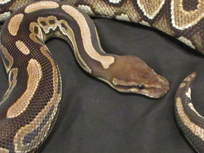 Cinnamon By 7Snakes