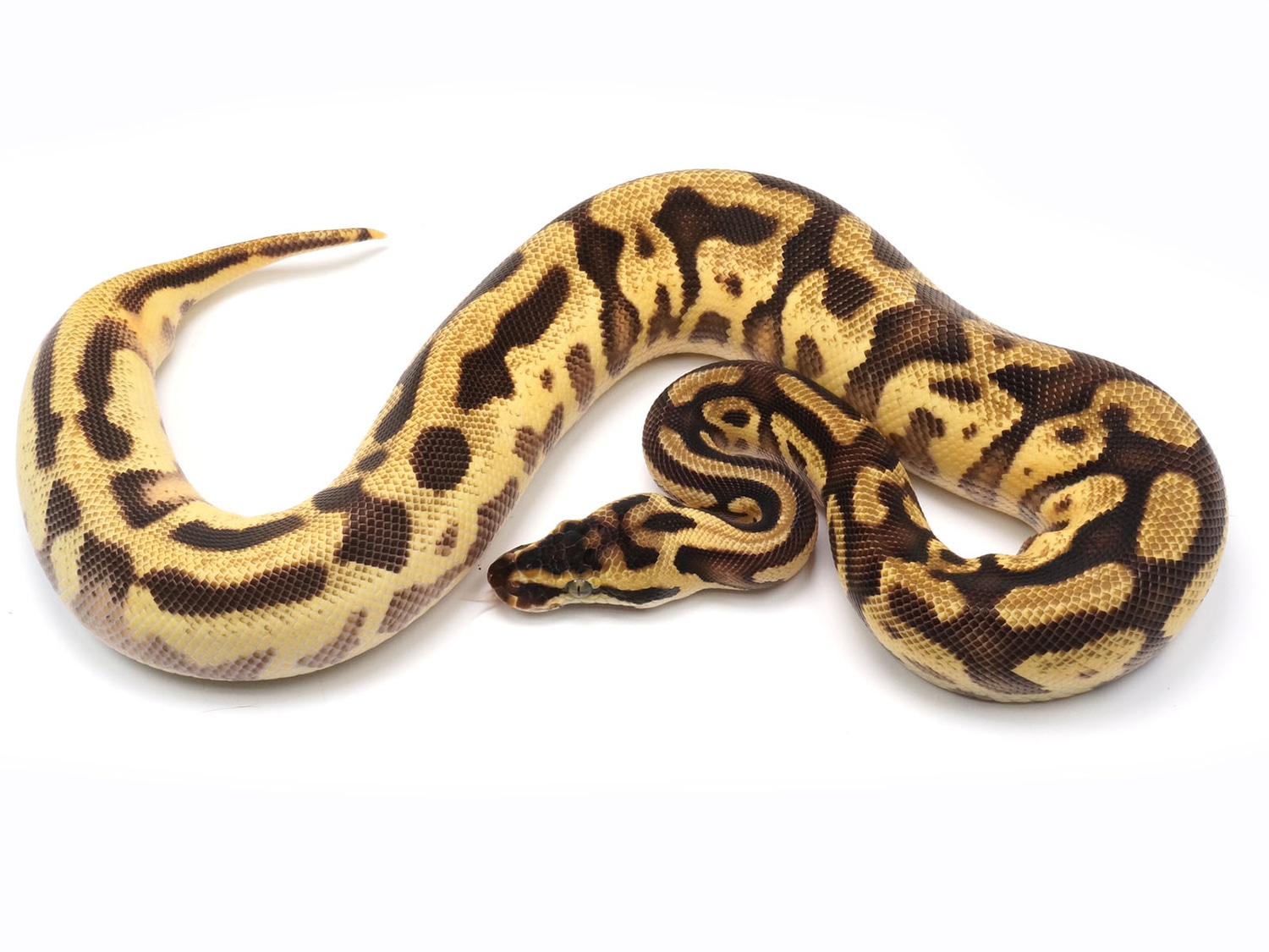 Pastel Enchi Leopard EMG Yellowbelly or Asphalt Ball Python by New England Reptile Distributors
