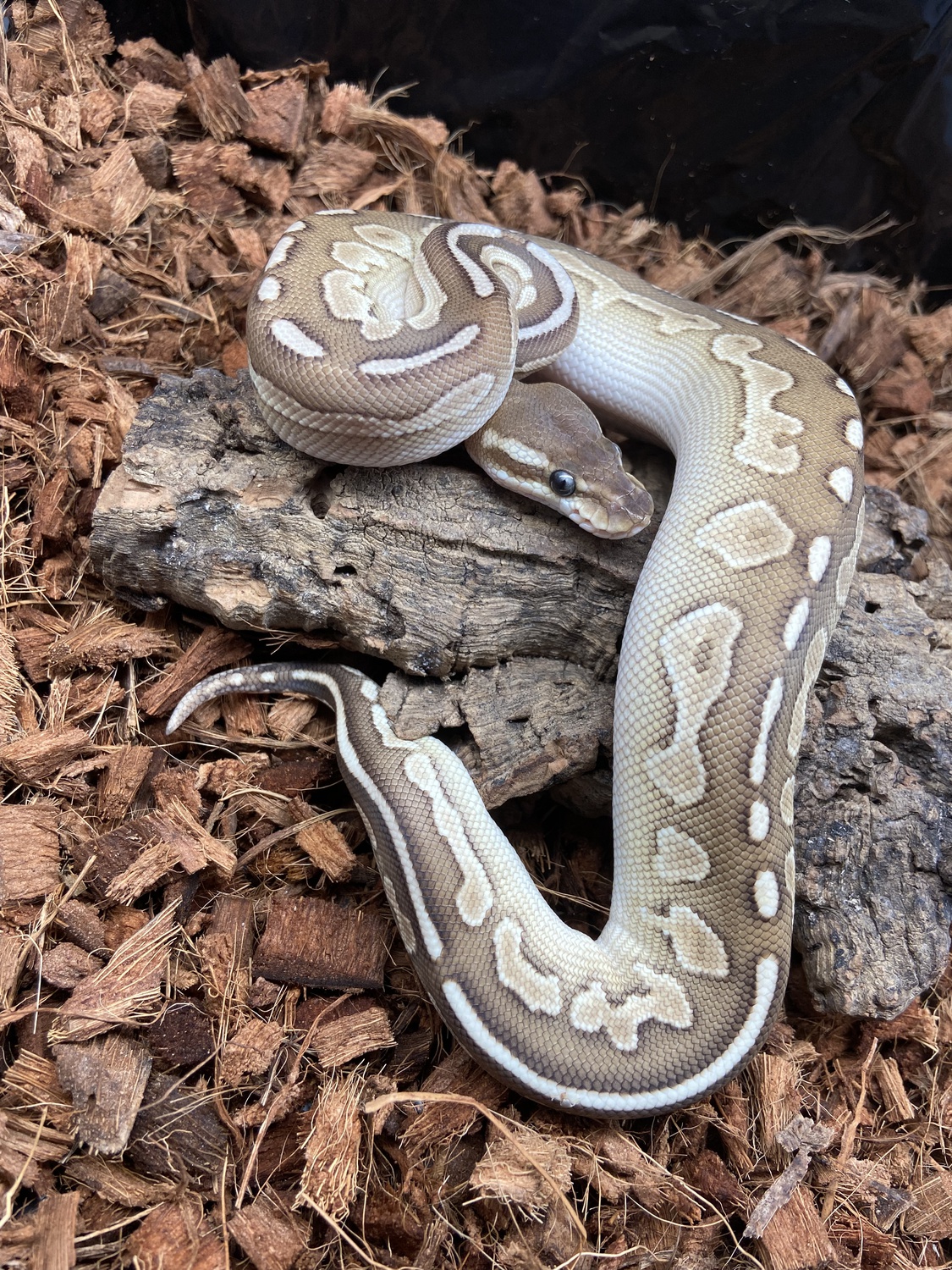 Hydra Lesser Ball Python by Hail The Scale