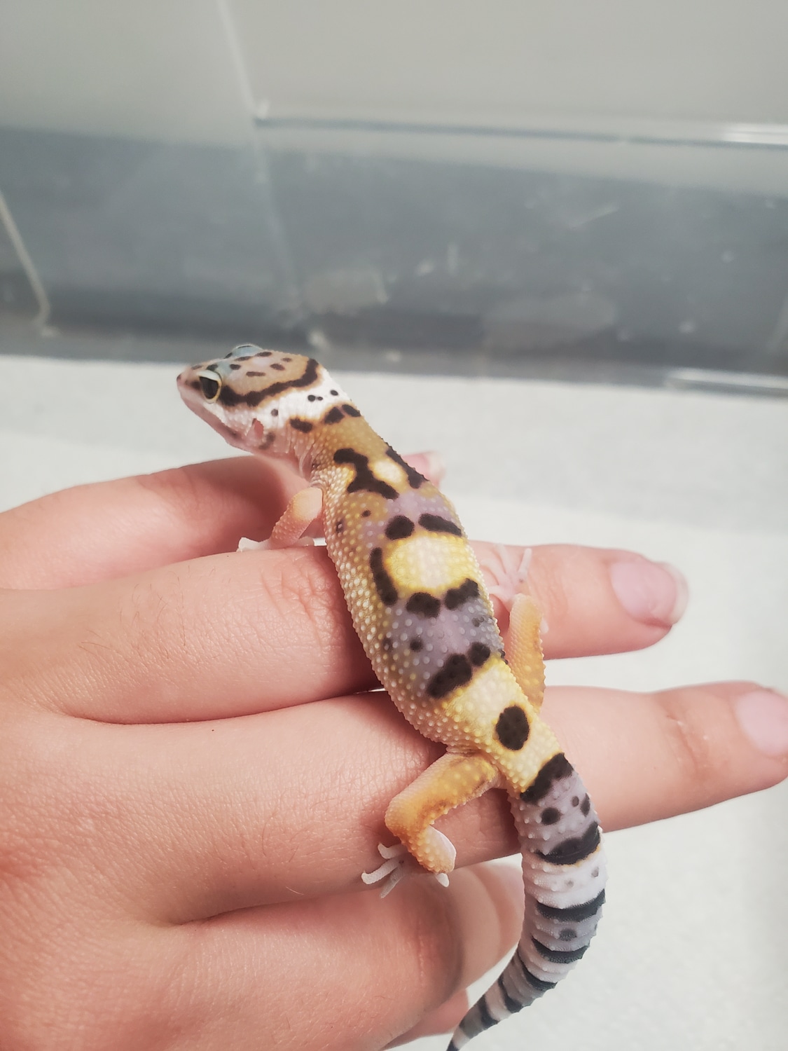 Black Night And White And Yellow Cross TSF Leopard Gecko by TheMorphMaidens