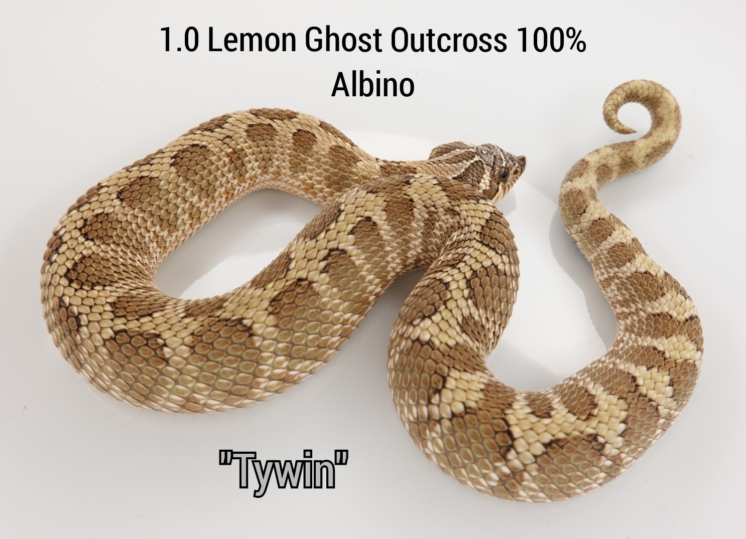 Lemon Ghost Outcross 100% Het Albino Conda Western Hognose by Ectotherm Empire