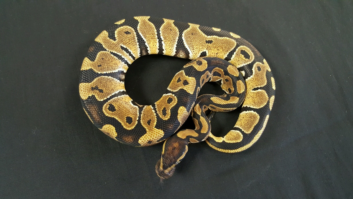 Satin Enchi Ball Python by A-List Animals