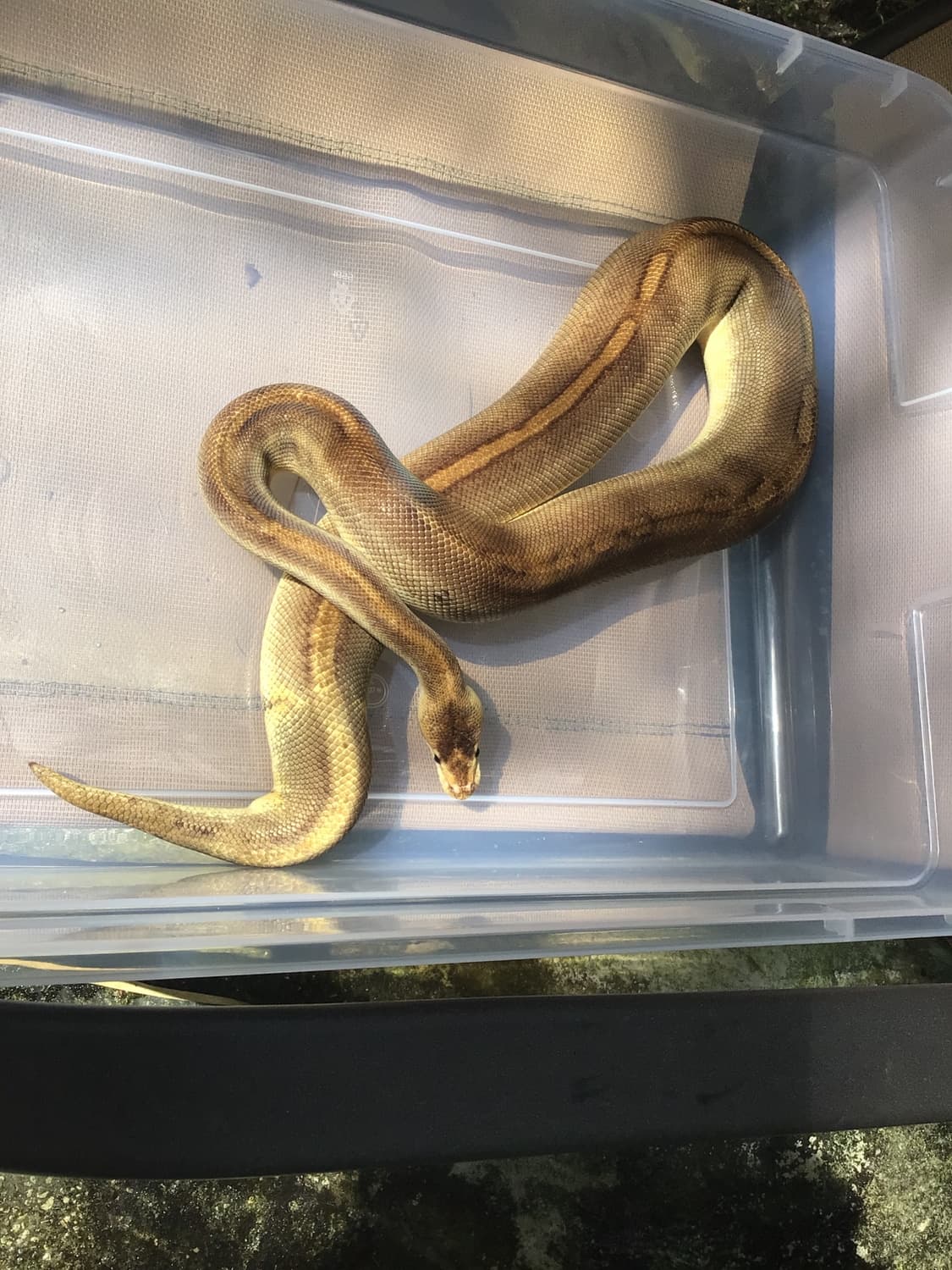 Champagne Ball Python by Out of the Box Creations, LLC
