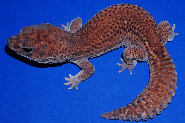 Patternless African Fat-Tailed Gecko by Geckos Etc. Herpetoculture