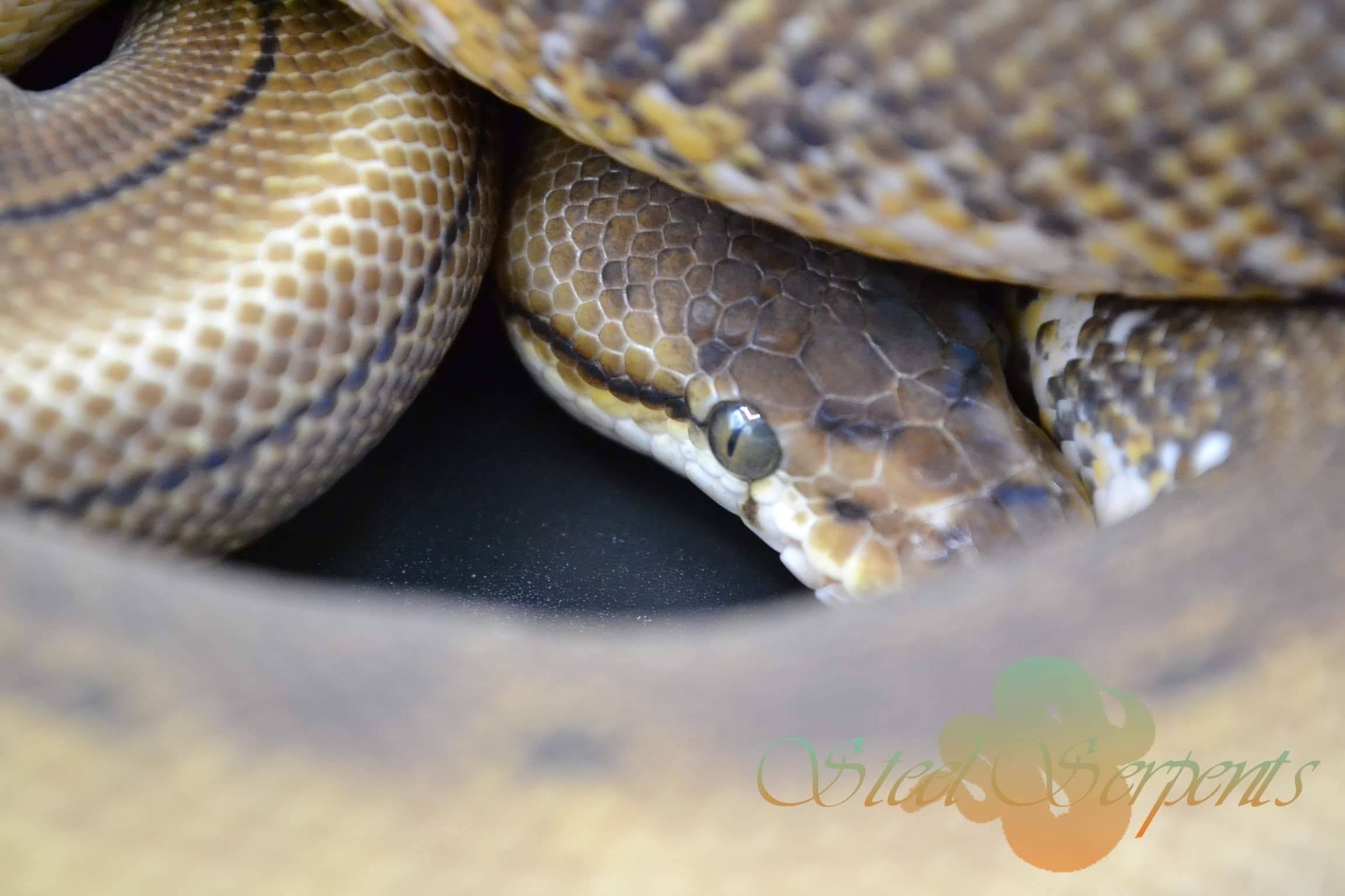 Lets see them pretty ball python eyes - Ball Pythons - MorphMarket ...