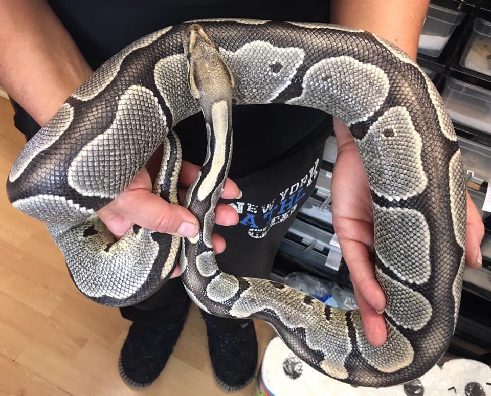 600g Ball Python No6) 5 more not for sale just some of what we have bred in the past ...