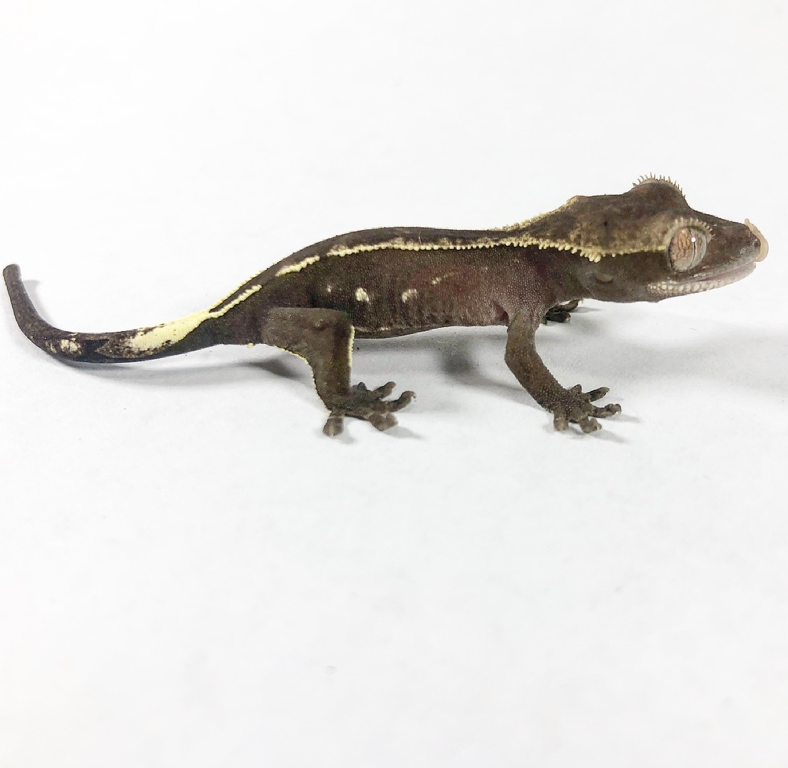 Obscurial Axanthic Unrelated To Other Lines Crested Gecko by Lizard Wizard Reptiles