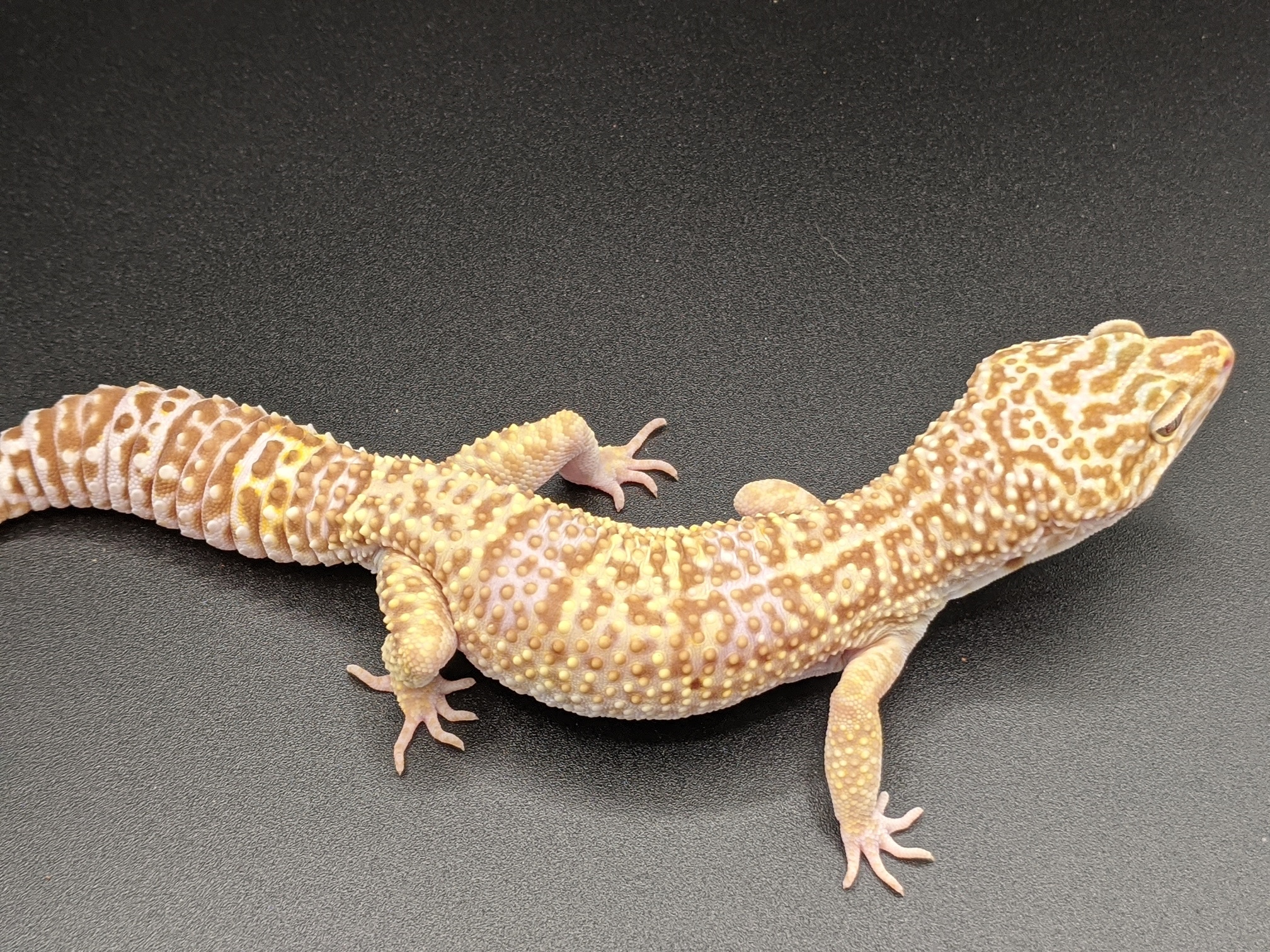 Tremper Leopard Gecko by Hooked on Geckos