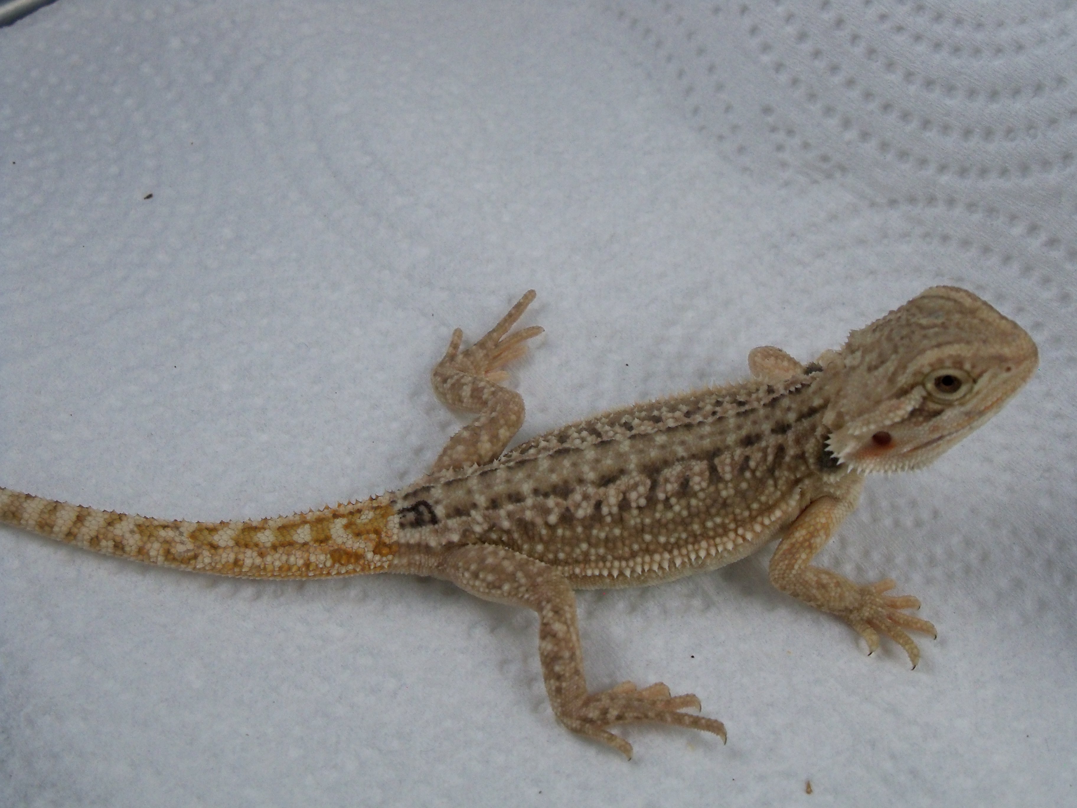 Dunner Central Bearded Dragon by Lone Star Exotic Reptiles LLC