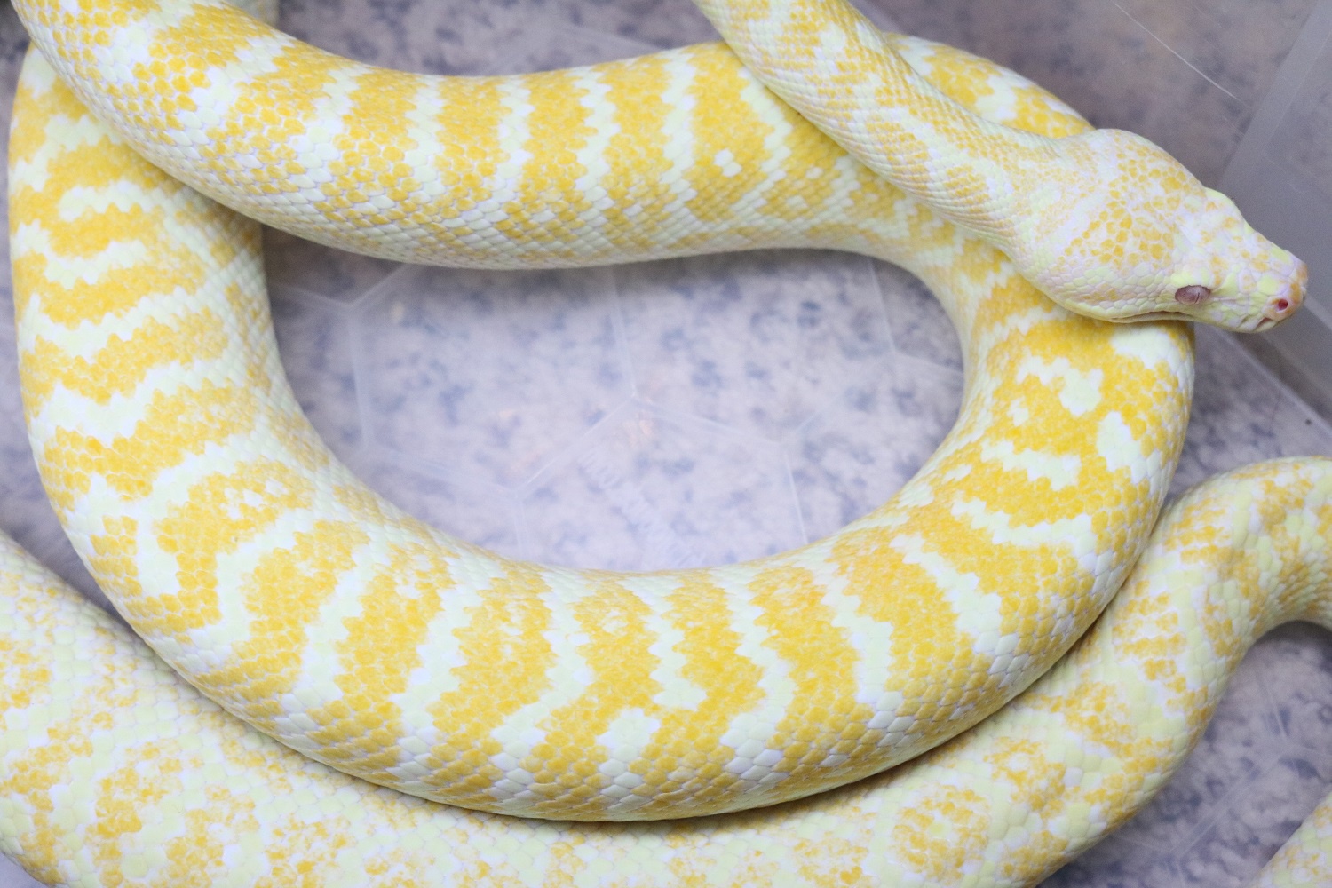 Albino Zebra (Proven Breeder) Other Carpet Python by Vanguard Exotics