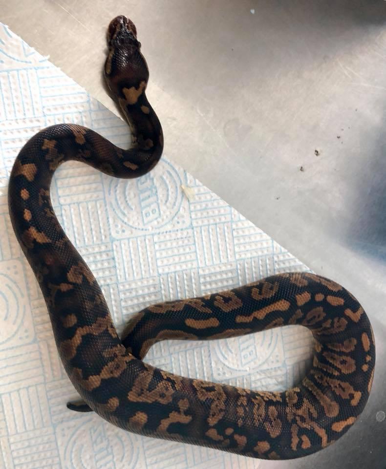 Tornado Ball Python Traits Morphpedia
