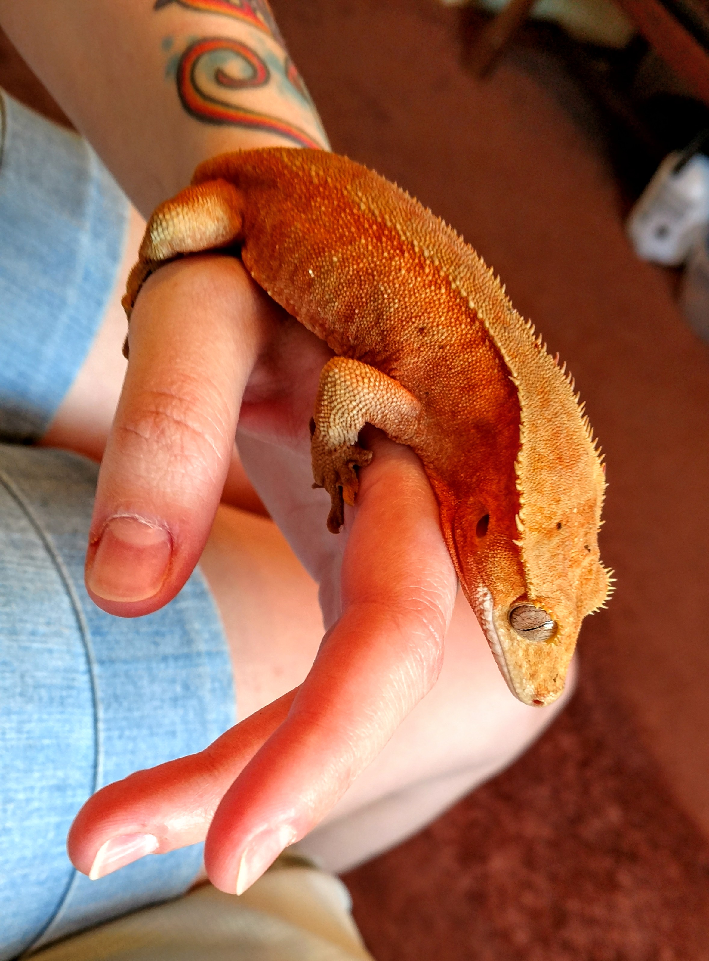 Red Crested Gecko by Mercedes Exotics