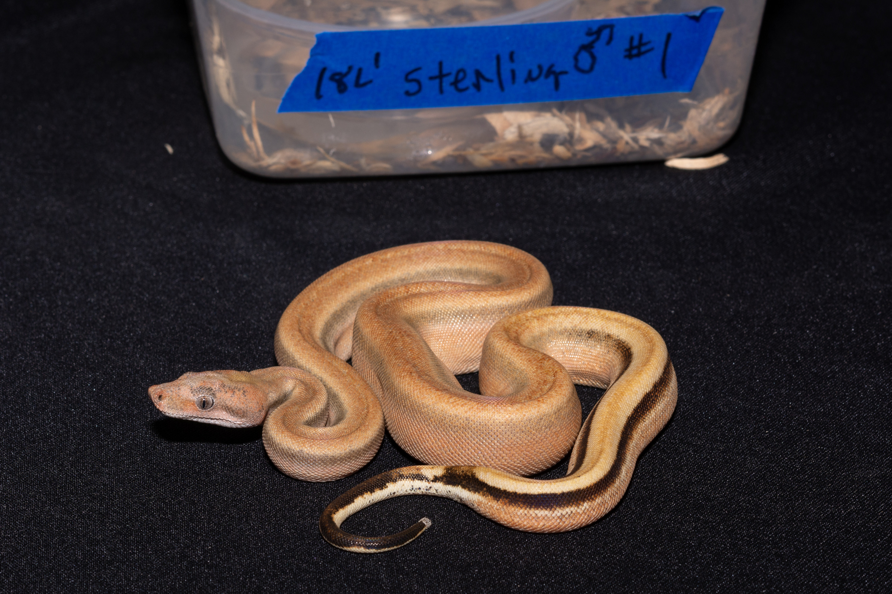 Sterling Boa Constrictor by Mainely Boas