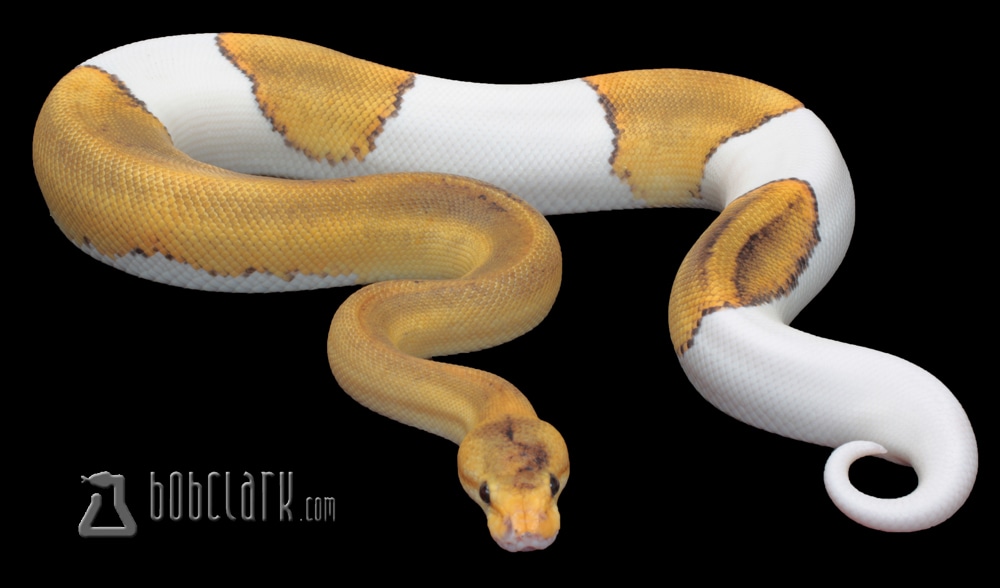 Champagne Pied Ball Python by Bob Clark Reptiles