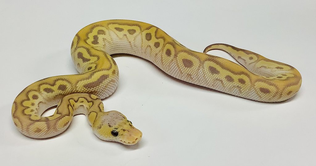 Pastel Mojave Banana Clown Ball Python by BHB Reptiles