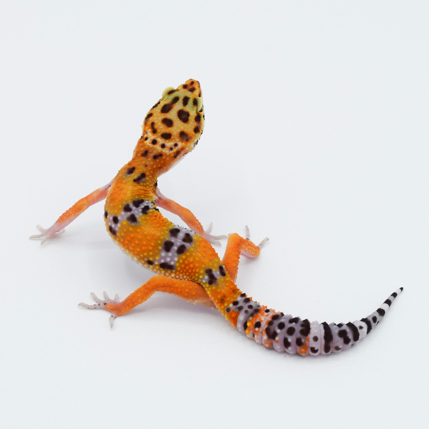 Purplehead Blood Tangerine F3 Leopard Gecko by SG Reptiles