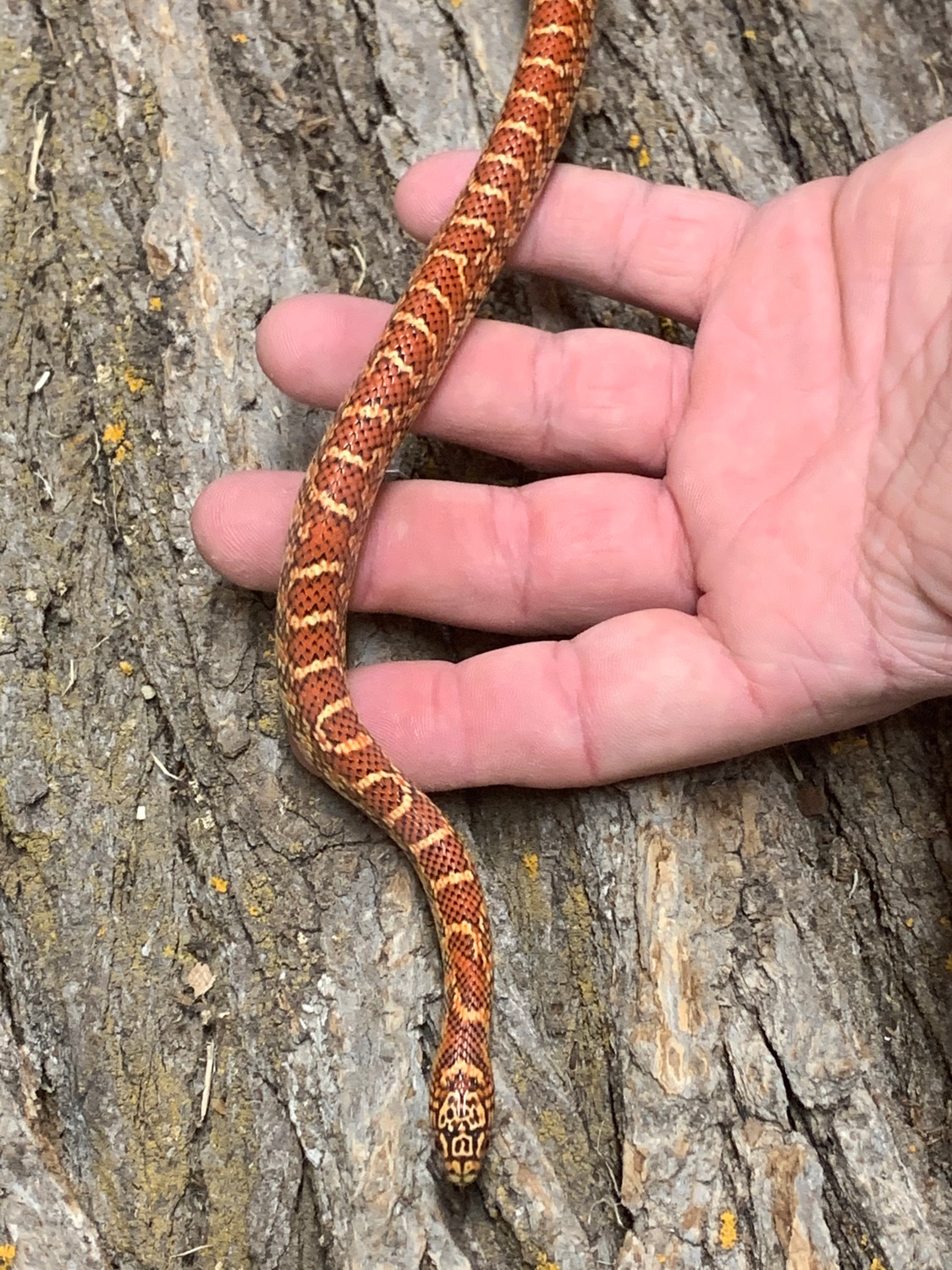 Erythristic Red Hypo Female Florida Kingsnake by Aisreptiles/piedtopia