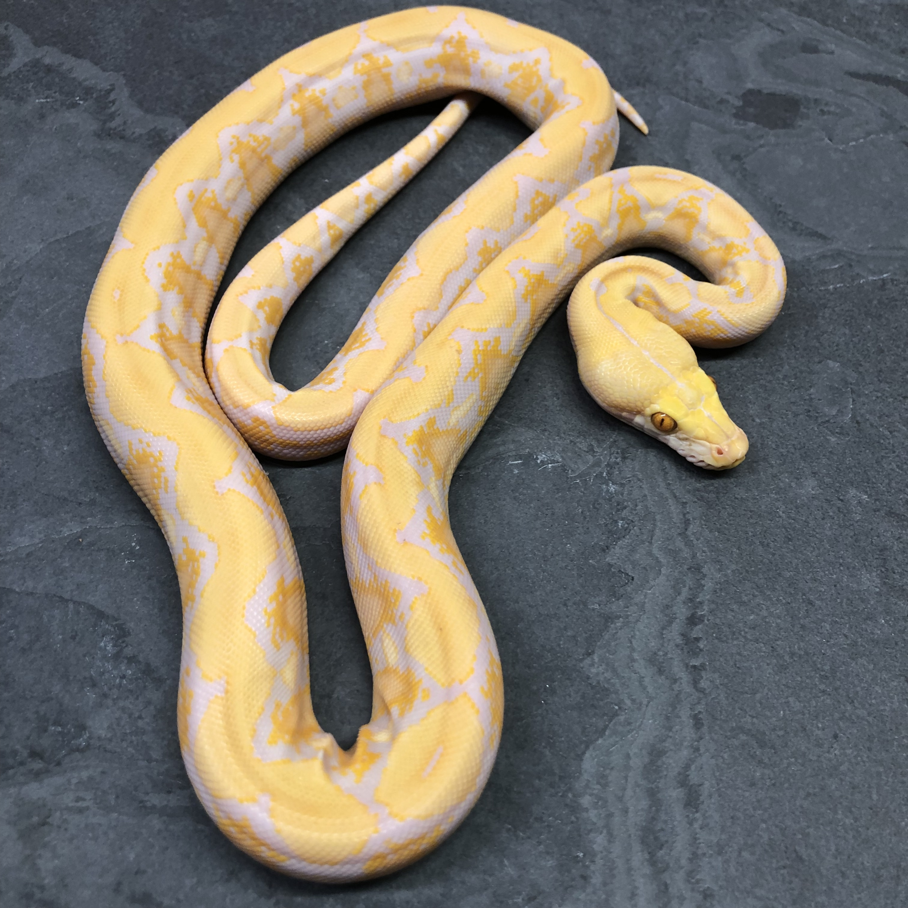 Blonde Reticulated Python by Russell Dabritz