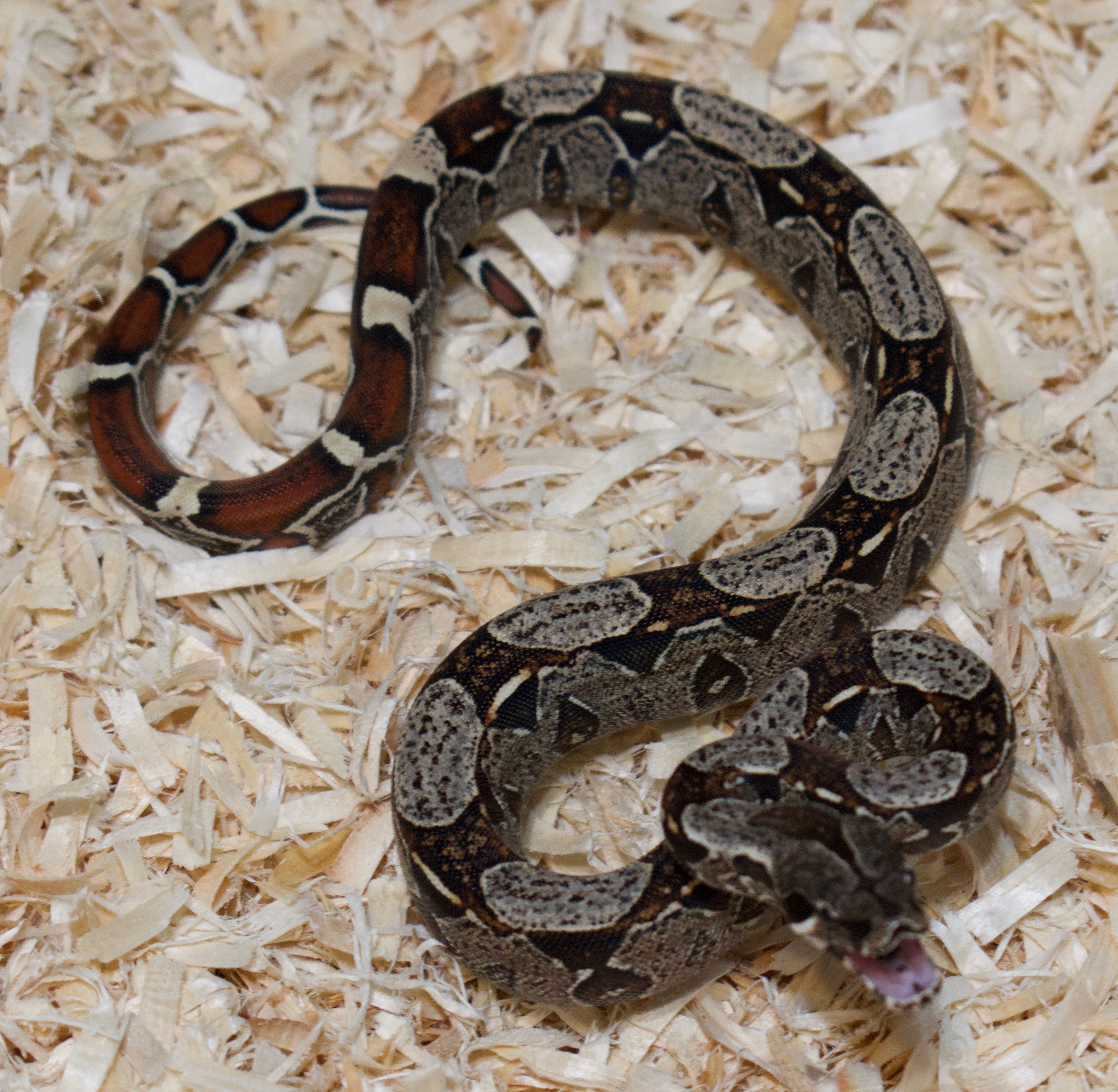 IMG Boa Constrictor by KL Constrictors