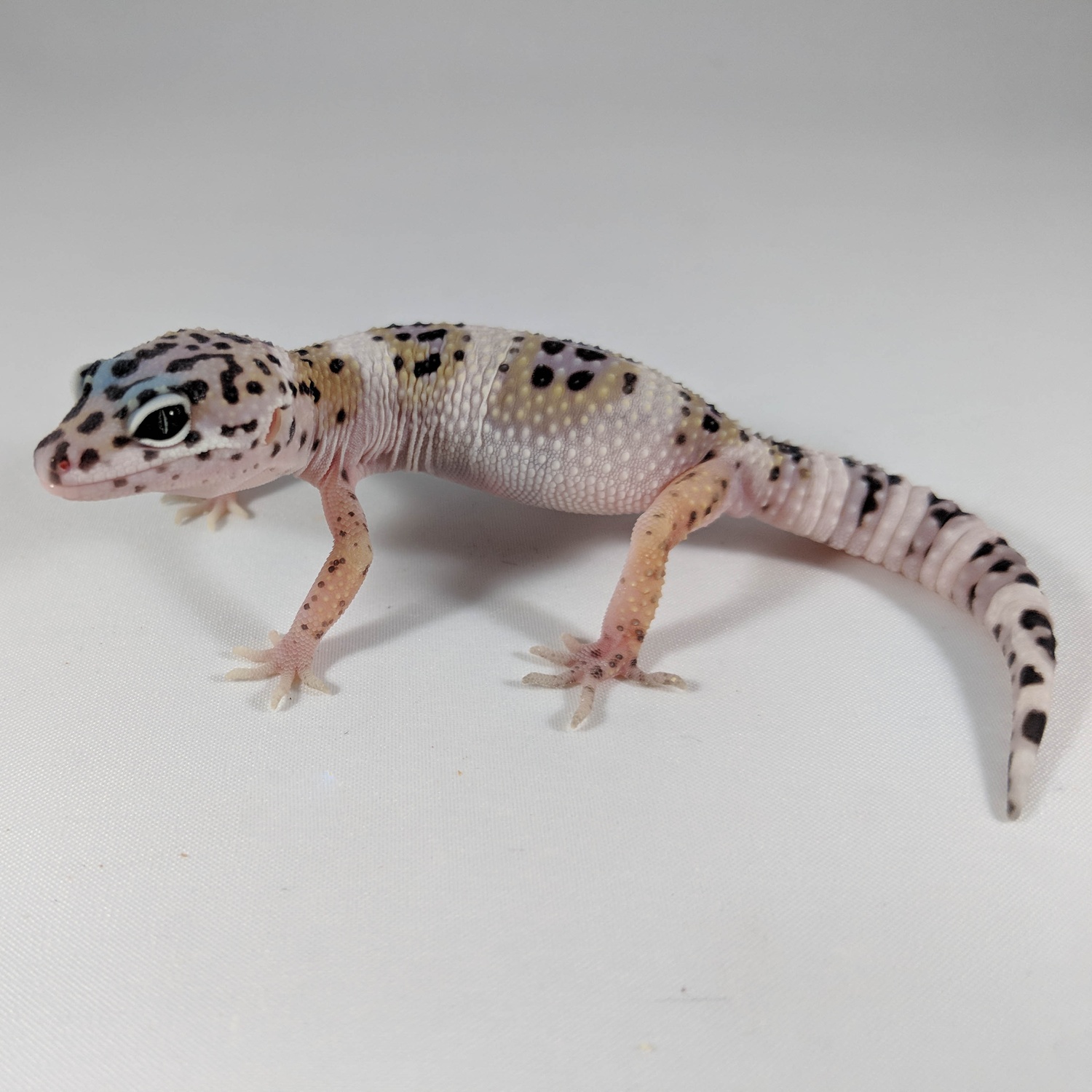 Mack Snow, Ghost Leopard Gecko by Geckodex Reptiles