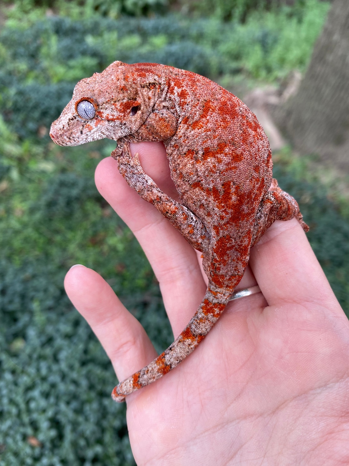 Red Superblotch Gargoyle Gecko by Cosmic Exotics