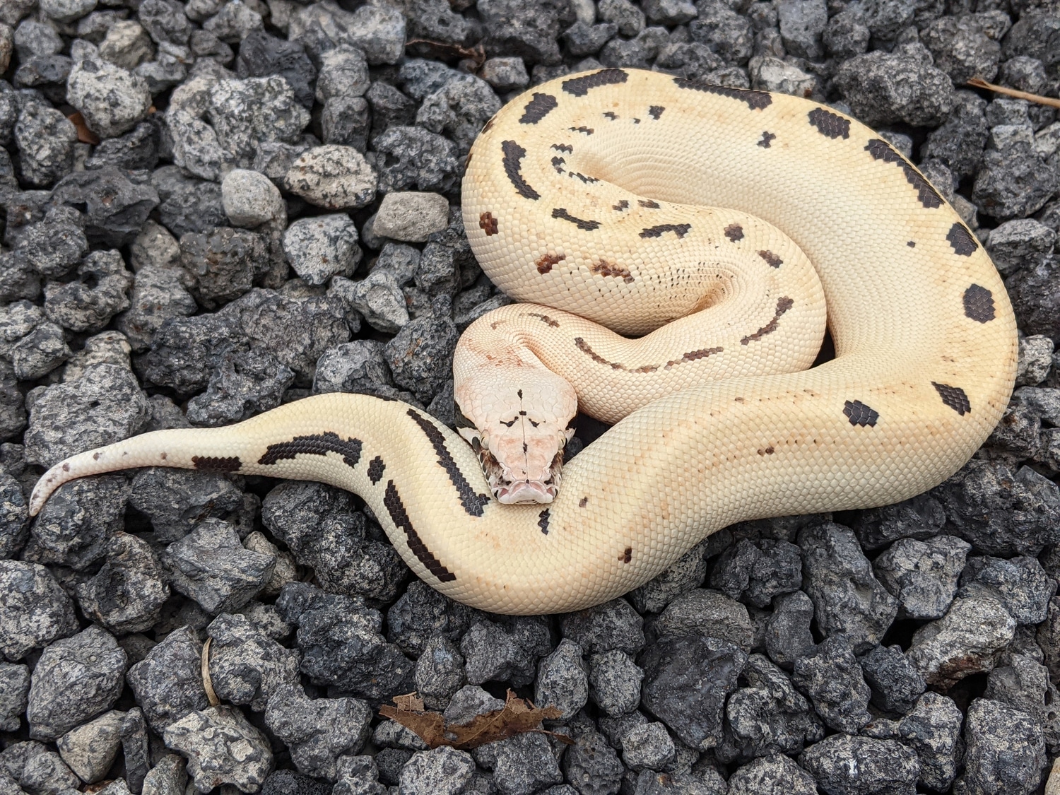 Golden Eye Ivory 100% Het T+ Albino Blood Python by Cold-Blooded Earth