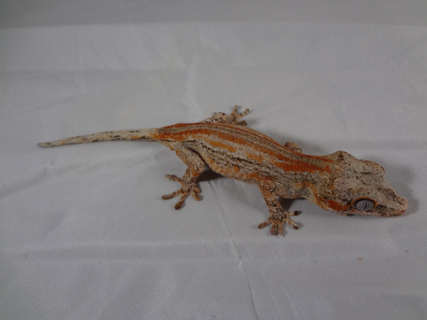 Orange Base Red Stripe Gargoyle Gecko by AO Geckos