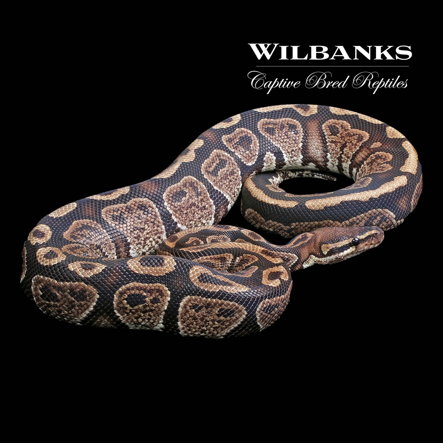Granite Ball Python by Wilbanks Captive Bred Reptiles