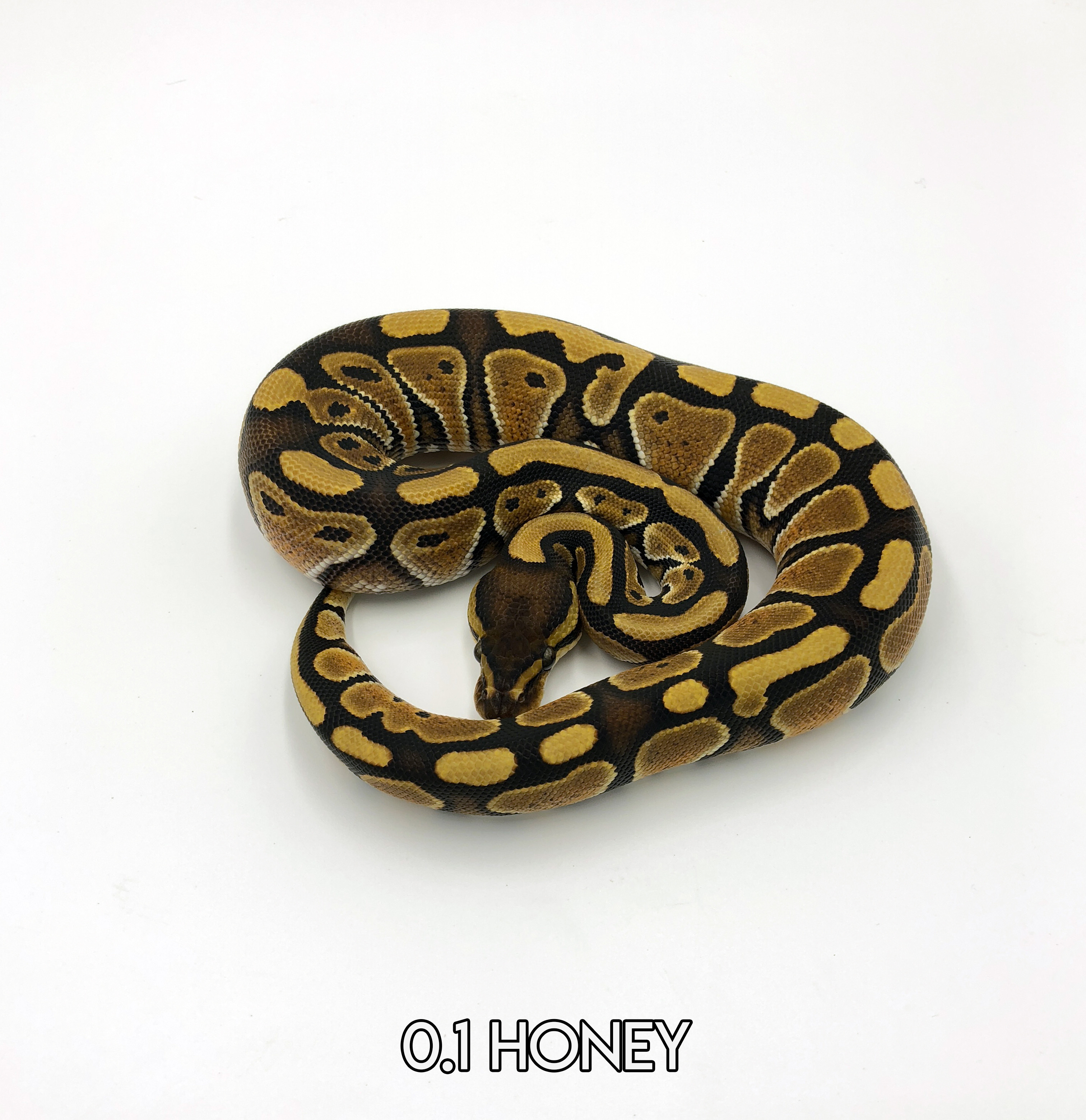 Honey Ball Python by Hellfire Exotics