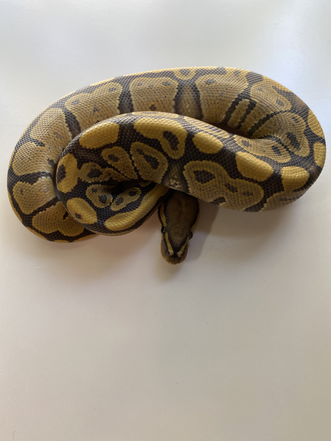 Orange Ghost Ball Python by Bogue Banks Reptiles