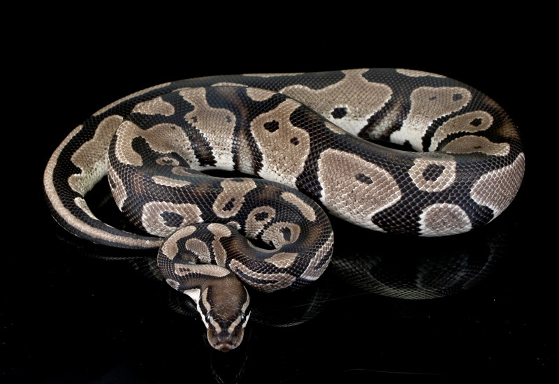 Joliff Axanthic Ball Python by Outback Reptiles