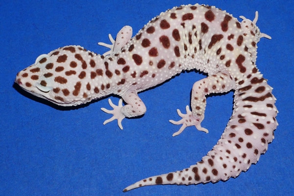 Gem Snow Leopard Gecko by Geckos Etc. Herpetoculture