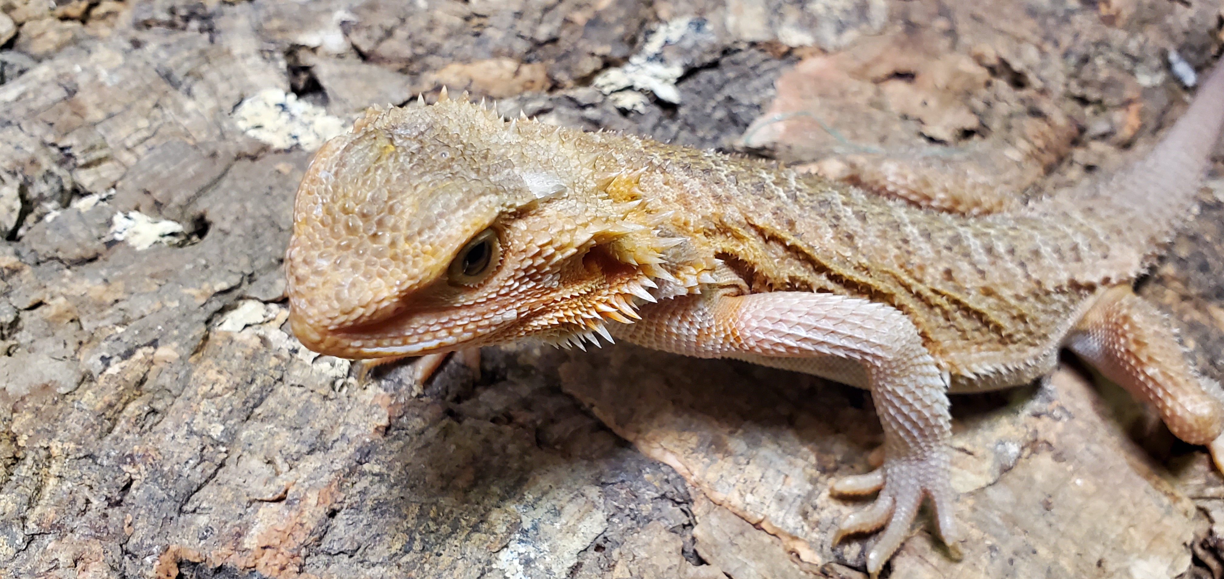 Red Central Bearded Dragon by Tropic Cove Pet Store