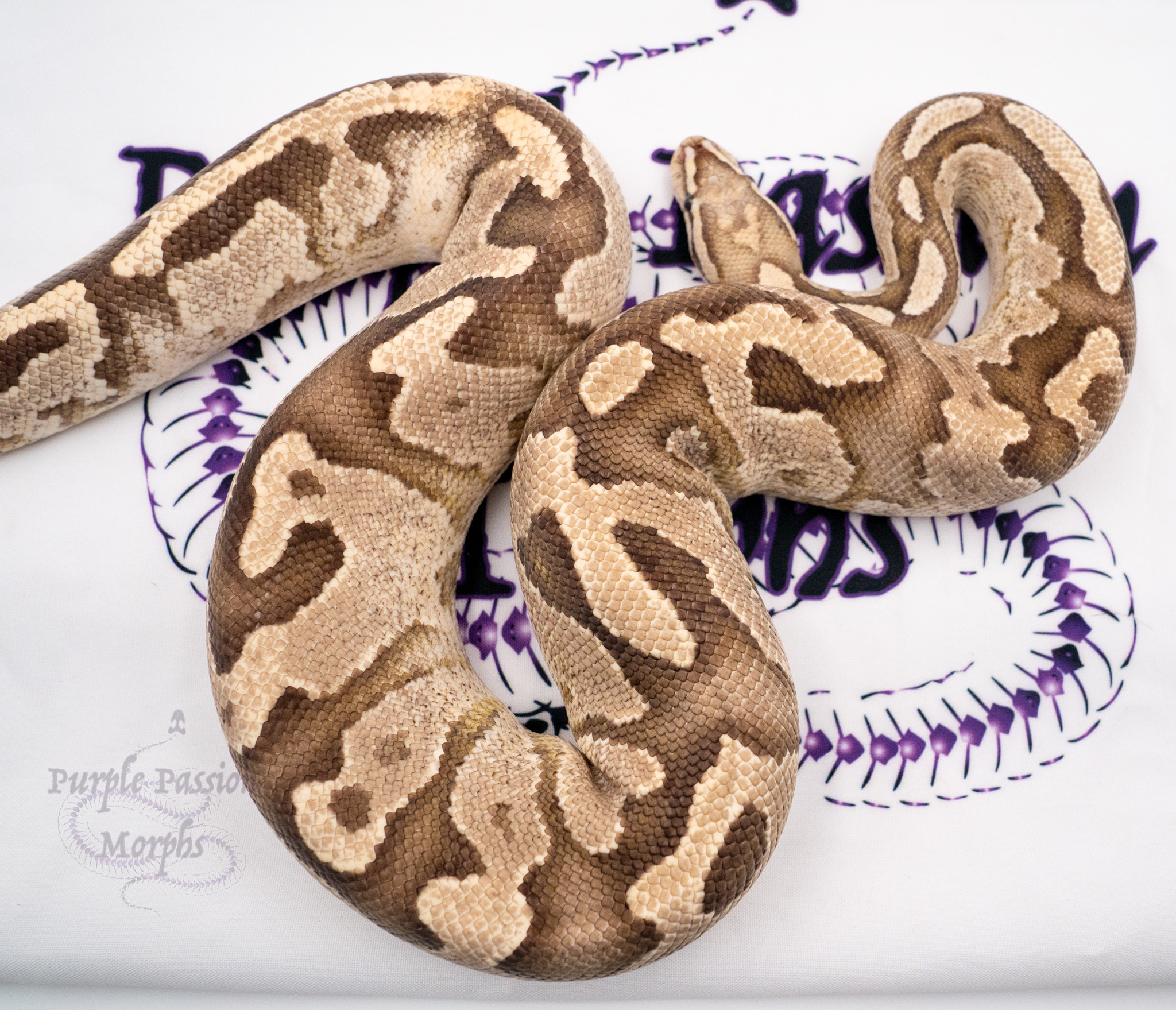 Super Disco Proven Breeder Male Ball Python by PurplePassion Morphs
