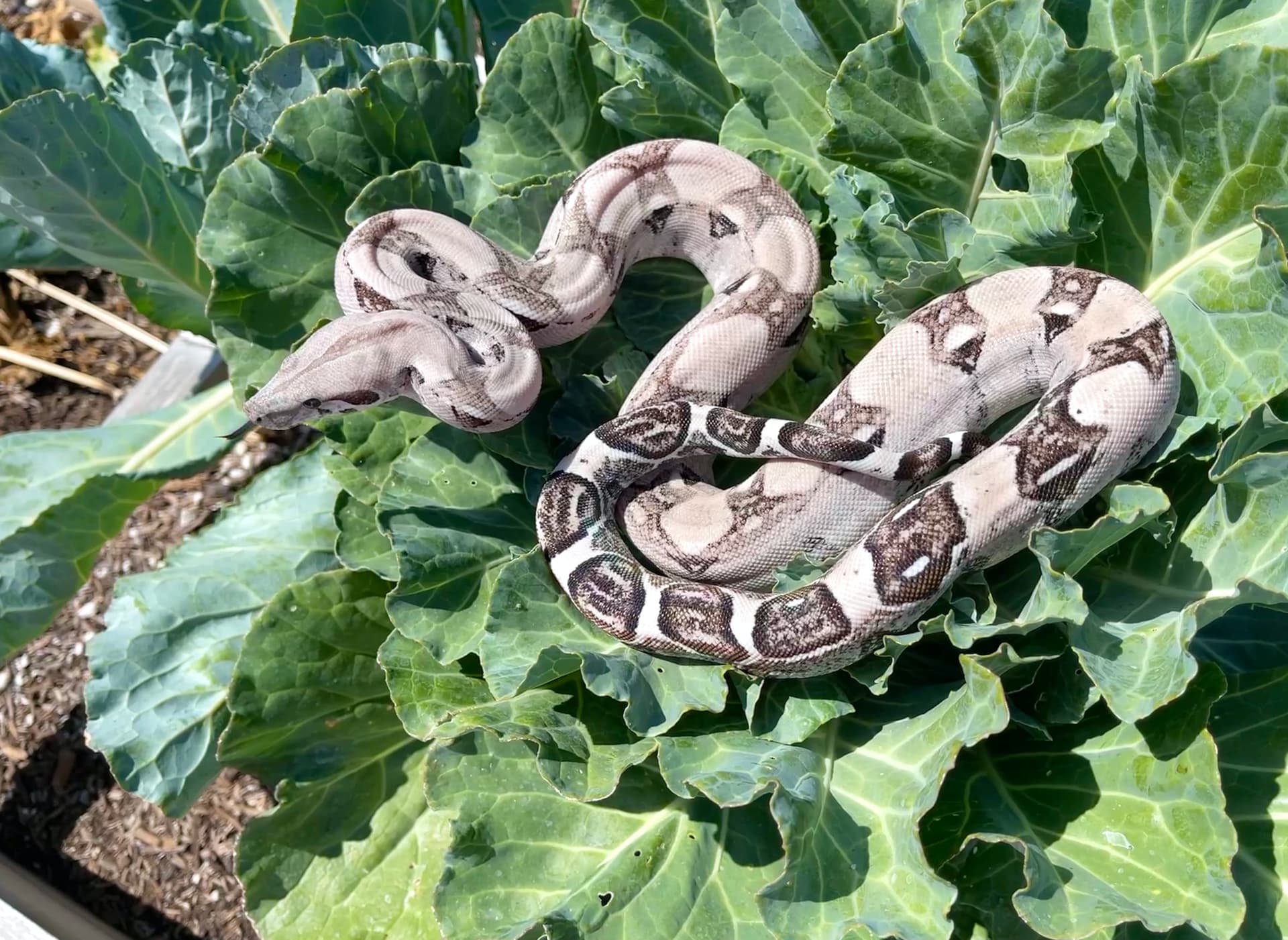 Carbon Boa Constrictor by Boaffliction.com