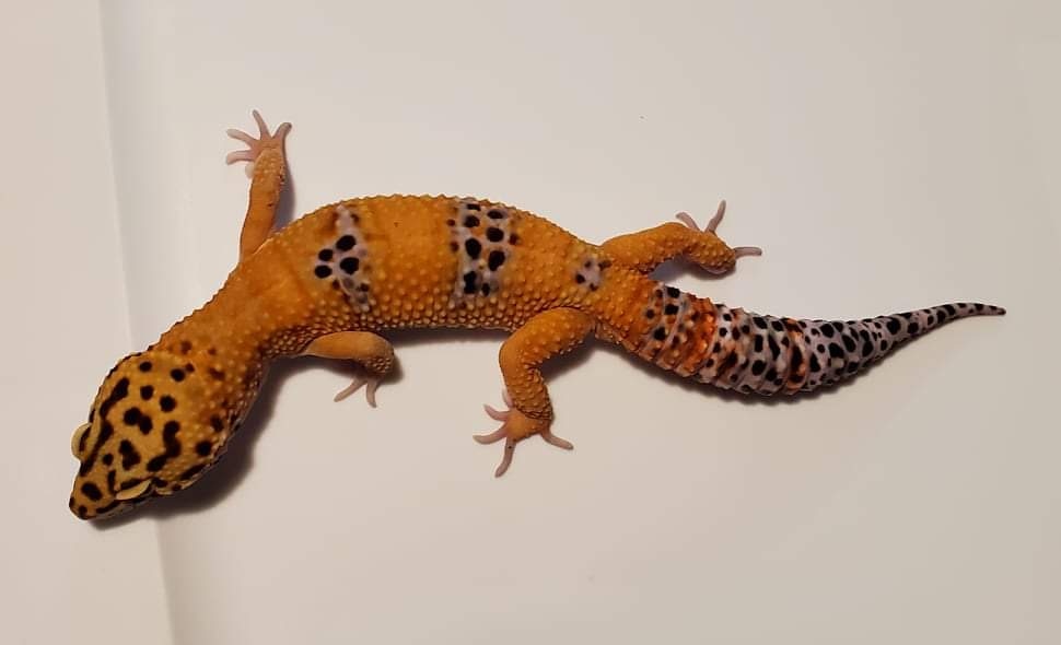 Purple Head Tangerine Leopard Gecko by Kile's Leo's