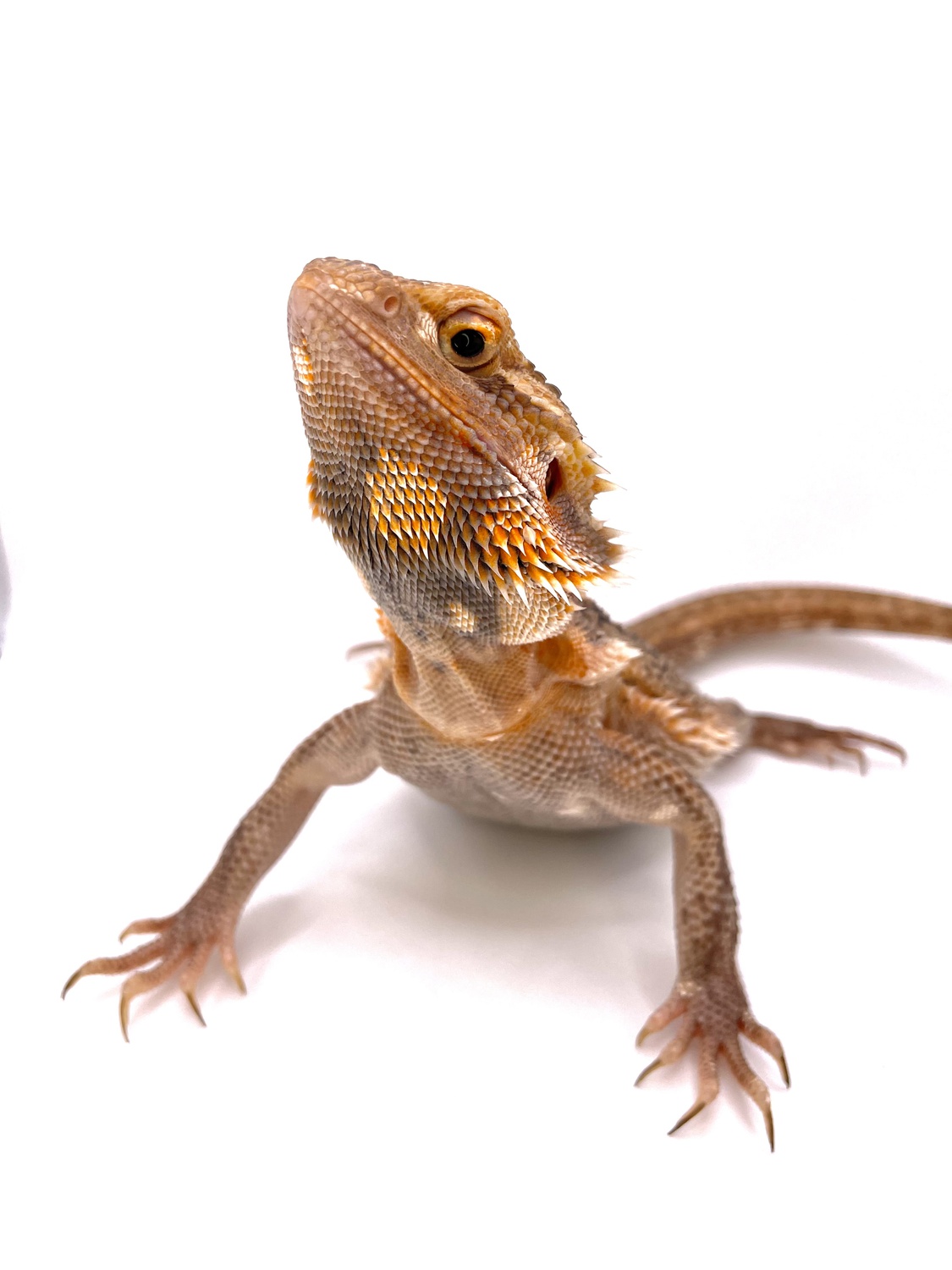 Paradox ‘Thunderbolt’ Genetic Stripe Trans Central Bearded Dragon by Killer Clutches